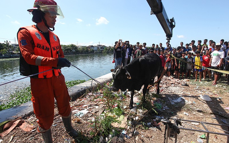 Sapi Kurban Kabur dan Tercebur ke Bozem Morokrembangan, Evakuasi hingga 2 Jam - Bagian 2