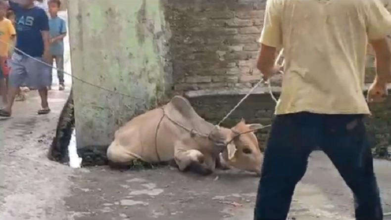 Ngeri, 2 Ekor Lembu Ngamuk saat Hendak Disembelih di Deliserdang