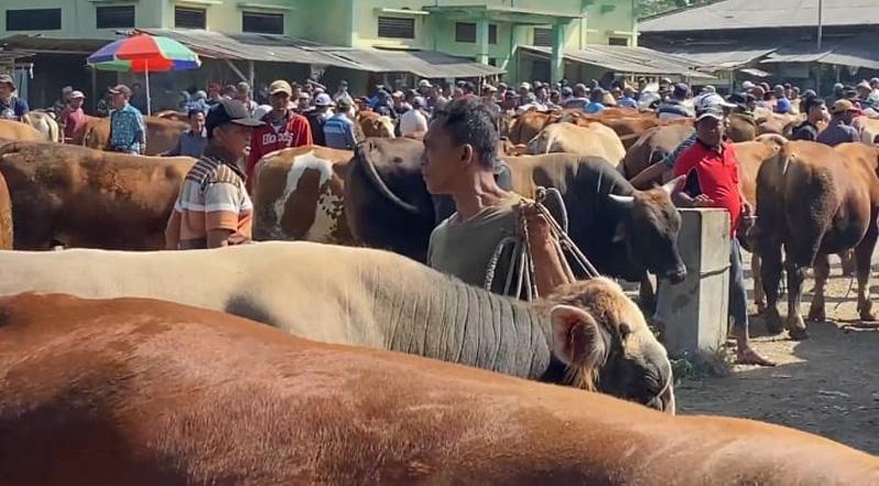  Dampak Virus LSD, Penjualan Sapi Kurban di Banjarnegara Turun