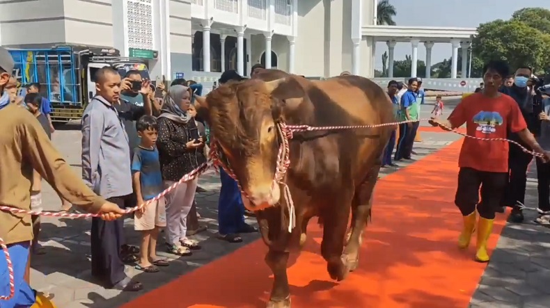 Sapi Kurban Jokowi 1,1 Ton Tiba di Masjid Al Akbar Surabaya, Disambut Karpet Merah