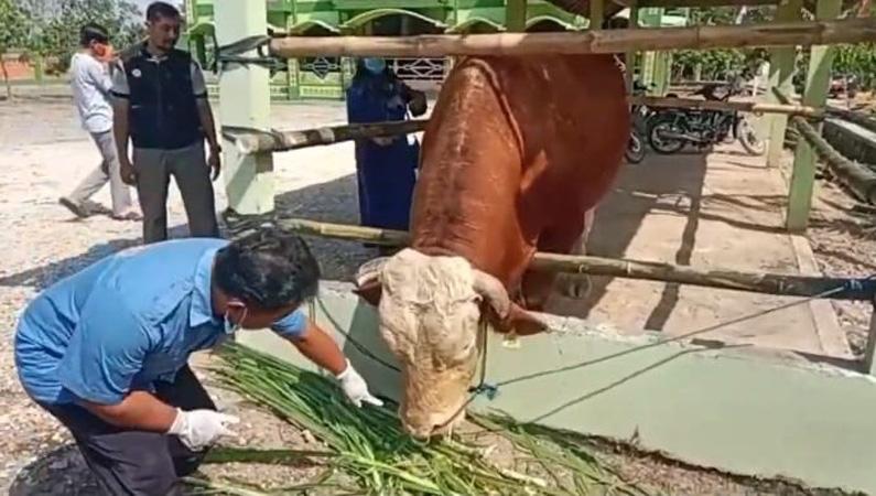 Presiden Jokowi Kirim Sapi Simmental untuk Kurban di Kampung Halaman Pratama Arhan