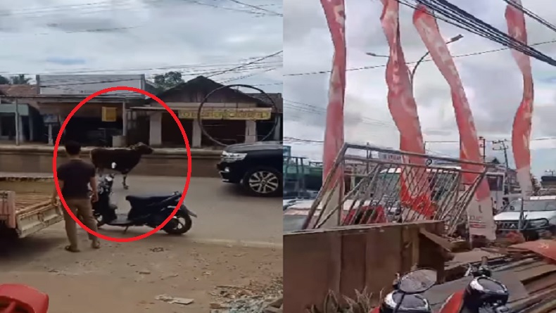 Viral Sapi Lepas di Tengah Jalan Raya Adang Mobil hingga Macet, Warga Takut Mendekat