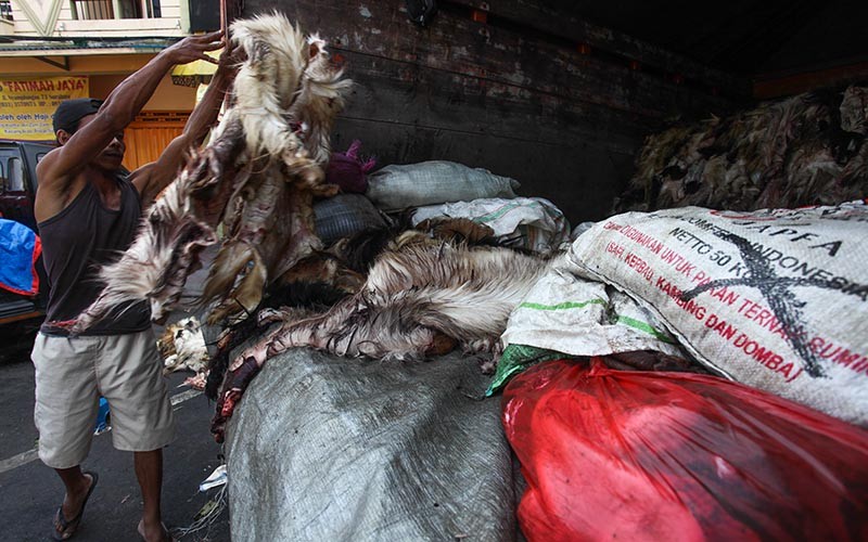 Pengepul Kumpulkan Kulit Hewan Kurban, Dibeli Rp25.000 per Lembar - Bagian 2