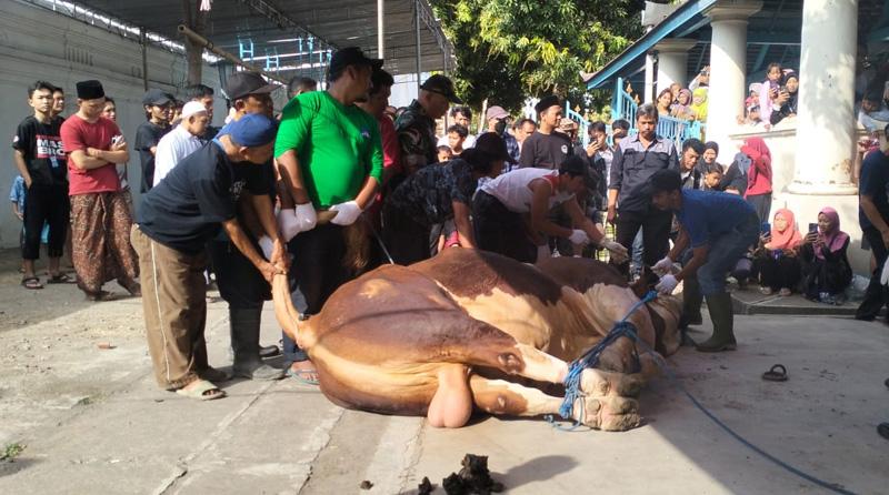Sapi Jokowi Hewan Kurban Pertama Disembelih di Masjid Agung Solo, Jagal Sempat Kesulitan