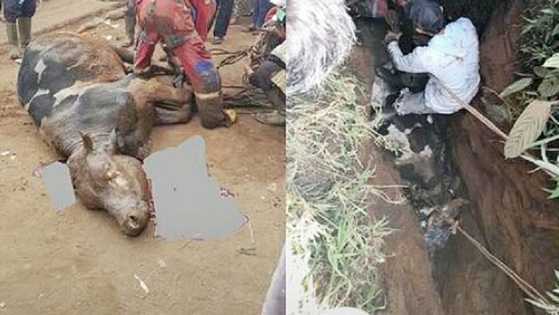 Berontak saat Akan Dipotong, Sapi Kurban di Bandung Nyemplung ke Parit Sedalam 3 Meter