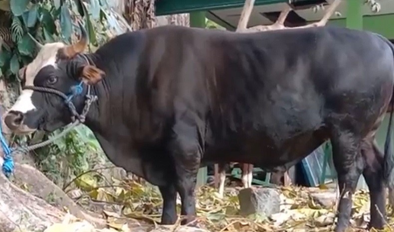 Pertama Kali, Sapi Kurban Jokowi Diterima Warga Muslim di Timor Tengah Utara NTT