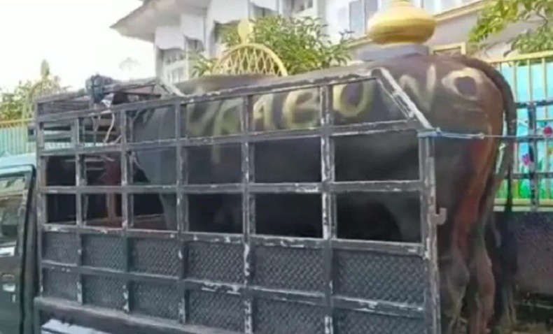 Prabowo Kurban 2 Sapi Limosin untuk Warga Lombok Tengah dan Lombok Timur