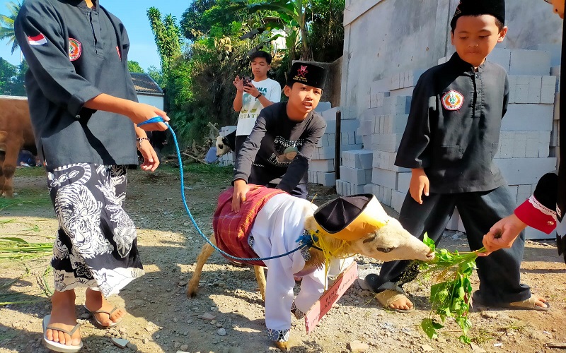 Melihat Tradisi Unik Fashion Show Domba Kurban di Ponpes Dzikir Al Fath Sukabumi