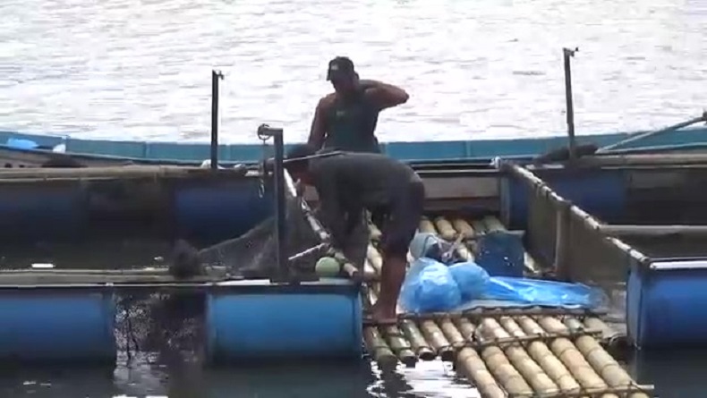 Ribuan Ikan Mati Mendadak di Waduk Darma Kuningan, Petani Jual Rp5.000 per Kg