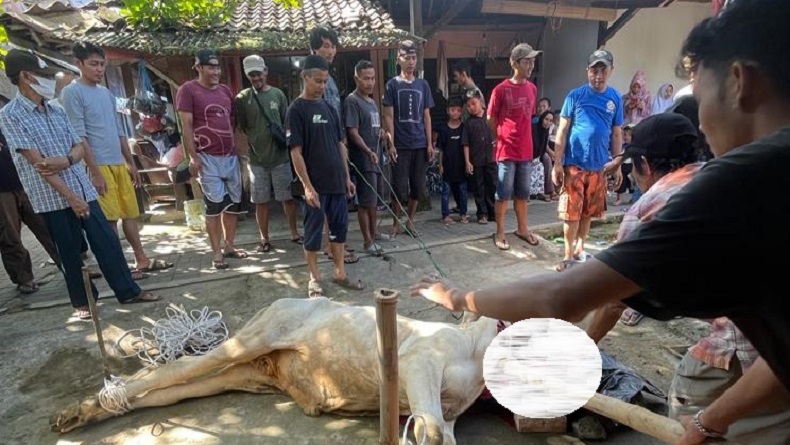 Miris, 42 Tahun di Kampung Situ Gede Sukabumi Tak Pernah Ada Kurban Sapi