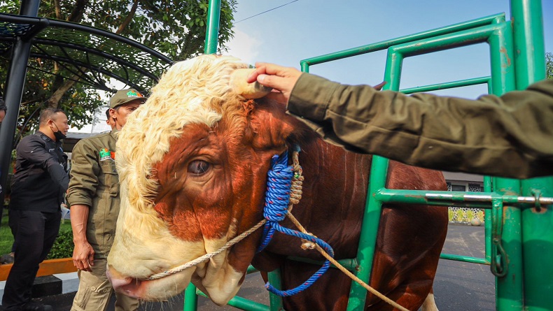Cerita Penjual Sapi Limosin Pesanan Jokowi untuk Kurban, Peternak Bandung Tak Nyangka