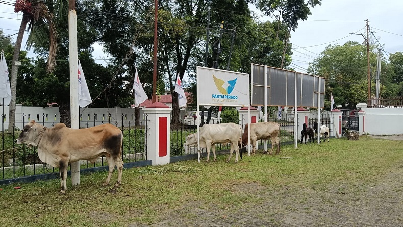 DPW Partai Perindo Sumut Sembelih 5 Ekor Kurban