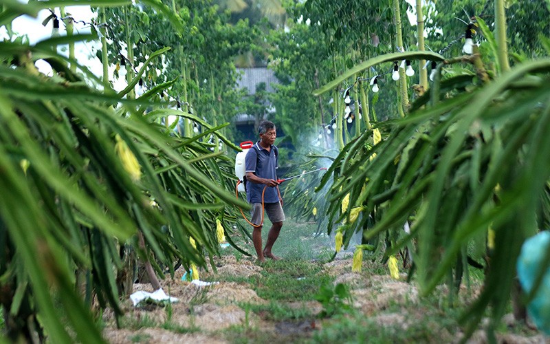 Budi Daya Buah Naga Kuning, Harga Rp80.000 per Kilogram - Bagian 2