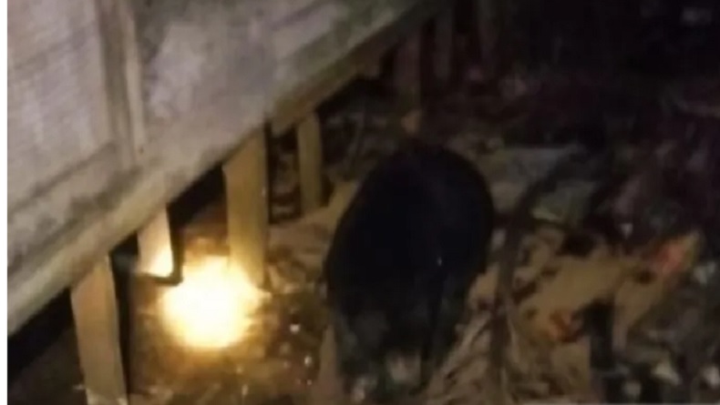 title Beruang Madu Masuk Perkampungan di Tapin, Ada Warga Niat Tangkap Pakai Jerat Beruang Madu Masuk Perkampungan di Tapin, Ada Warga Niat Tangkap Pakai Jerat