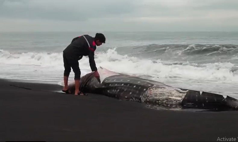 Hiu Tutul Raksasa Terdampar di Pantai Cemoro Sewu Lumajang, Begini Kondisinya 