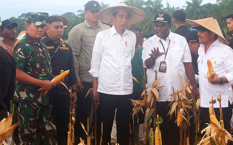 Presiden Jokowi Pakai Topi Petani Panen Jagung di Papua - Bagian 2