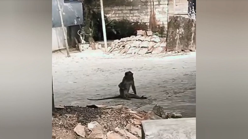 title Monyet Liar Teror Kampung di Bangkalan, 3 Warga Divaksin Antirabies karena Digigit Monyet Liar Teror Kampung di Bangkalan, 3 Warga Divaksin Antirabies karena Digigit