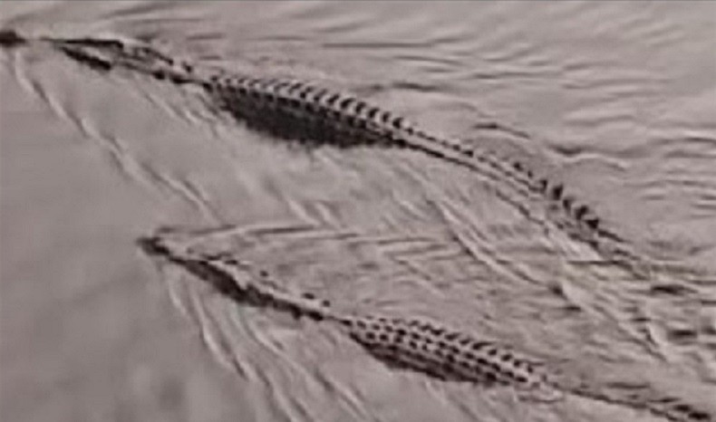 Heboh 2 Buaya Berjemur di Bawah Jembatan, Warga Tanjab Timur Diminta Hati-Hati