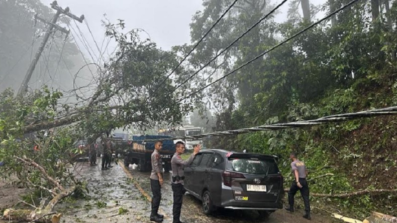 Penampakan Pohon Tumbang Timpa Kabel Listrik di Jalan Trans Sulawesi, Kondisi Berbahaya