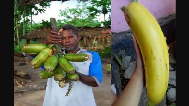 Pohon Pisang Raksasa Papua, Terbesar di Dunia 7 Kali Lipat dari Ukuran Normal