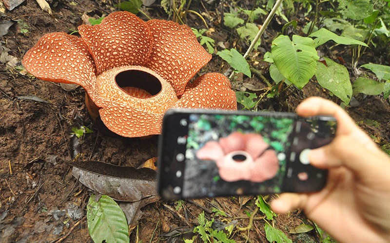 Indahnya Bunga Raksasa Rafflesia Arnoldii Mekar Sempurna - Bagian 1