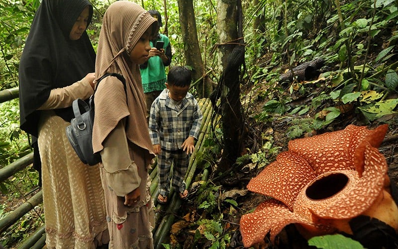 Indahnya Bunga Raksasa Rafflesia Arnoldii Mekar Sempurna - Bagian 2