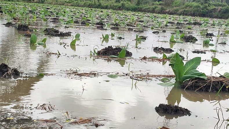 4.245 Hektare Tanaman Tembakau di Lombok Timur Terendam usai Hujan Deras