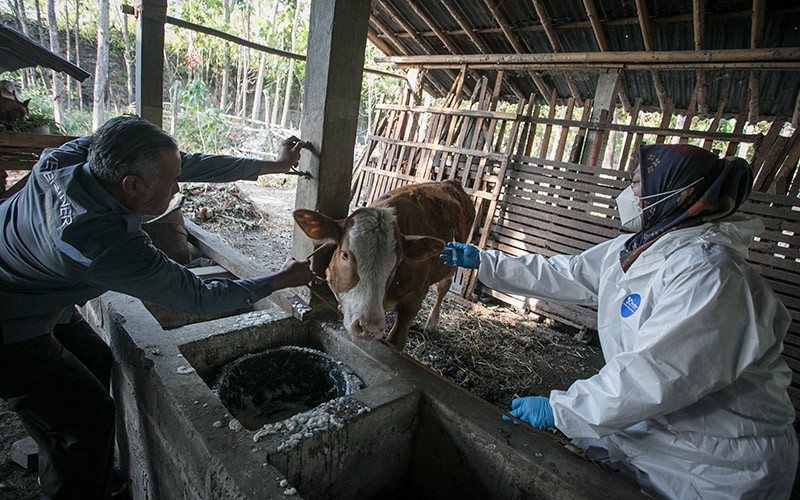 Kasus Antraks di Sleman dan Gunungkidul, Sultan Minta Warga Hentikan Tradisi Brandu