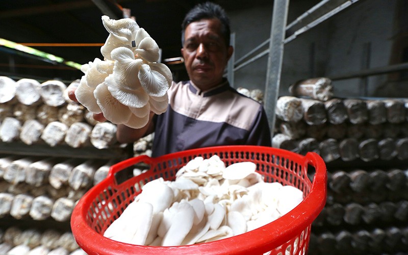 Raup Cuan dari Budi Daya Jamur Tiram Berkualitas dengan Pola Tanam Baglog - Bagian 2