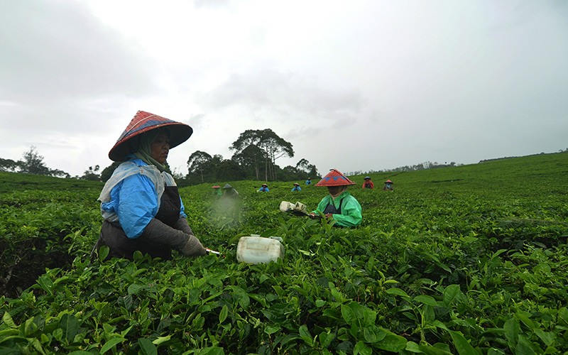 Produksi Teh Dalam Negeri Turun 3 Terakhir - Bagian 1