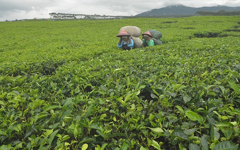 Produksi Teh Dalam Negeri Turun 3 Terakhir - Bagian 2