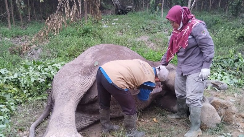 Tragis, Gajah Mati Diduga Diracun, BKSDA Temukan Gula Merah sebagai Umpan