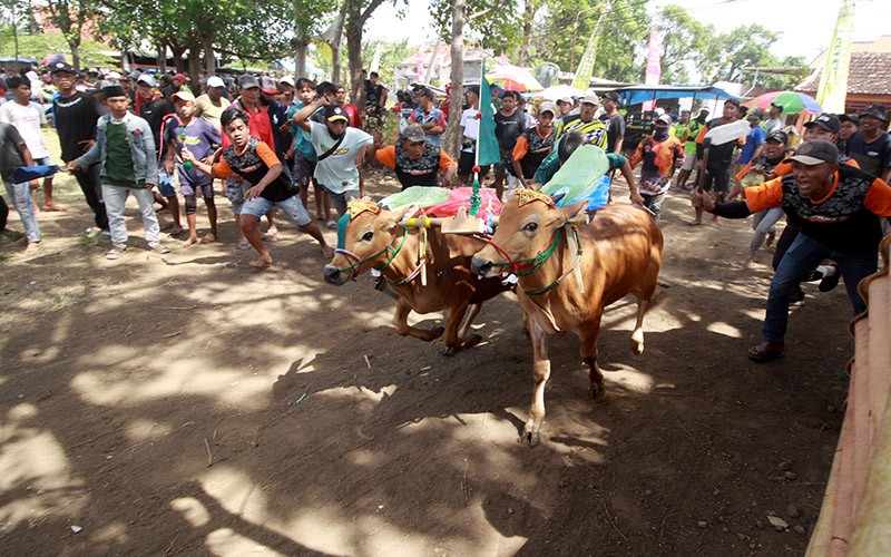 Adu Cepat Karapan Sapi Merah Budaya Madura - Bagian 2