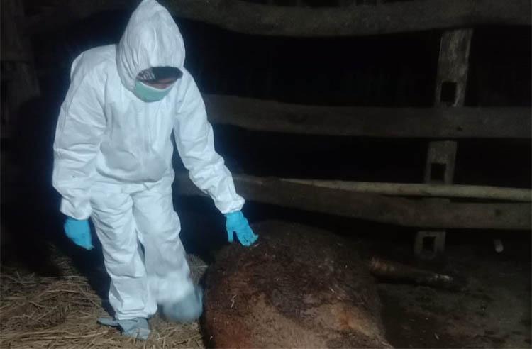 Seekor Sapi di Gunungkidul Mati Mendadak, Dinas: Kepastian Antraks Tunggu Hasil Laboratorium  