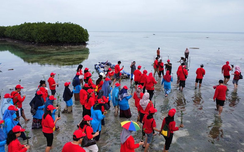 Penanaman Bibit Pohon Mangrove di Kepulauan Seribu - Bagian 2