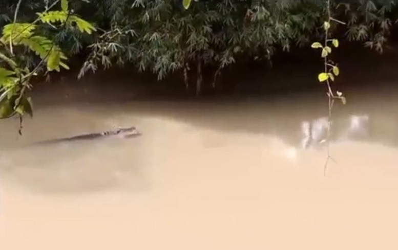 Ngeri, 2 Warga Pandeglang Diterkam Buaya saat Cari Kerang