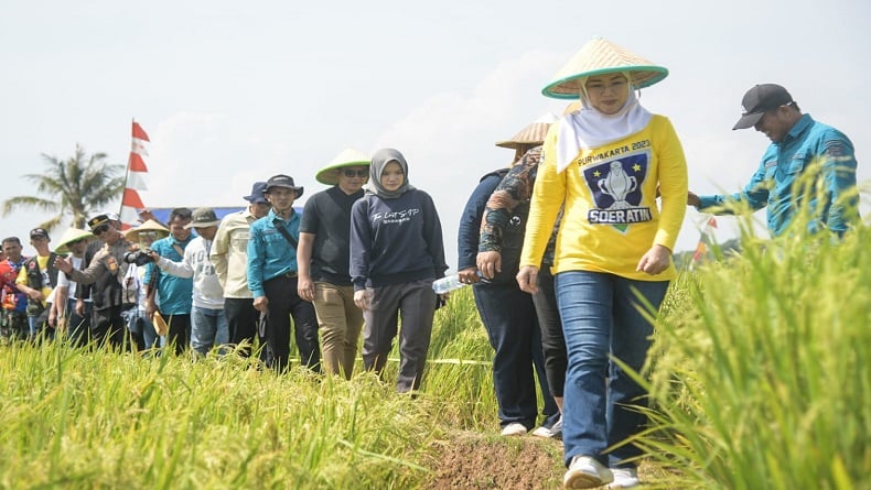 Genjot Produksi Beras Nutri Zinc, Ribuan Hektare Sawah Disiapkan di Purwakarta 