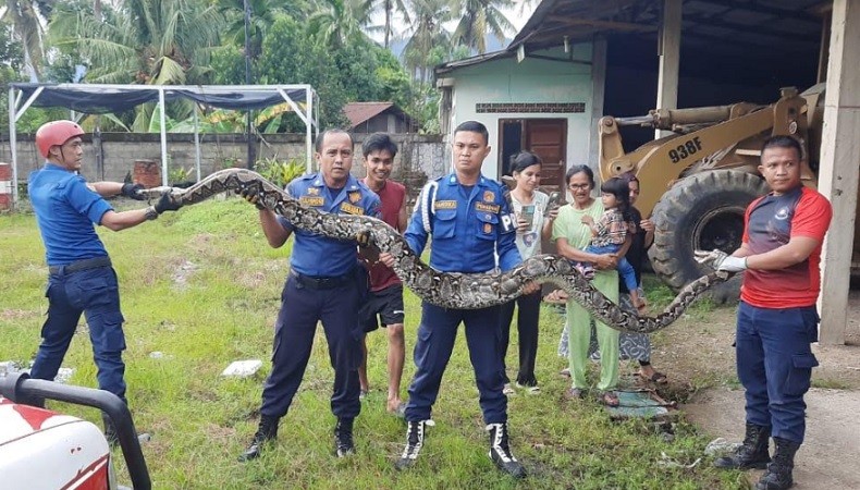 Penampakan Ular Piton 4 Meter Terjebak dalam Gudang di Padang, Sebesar Paha Orang Dewasa