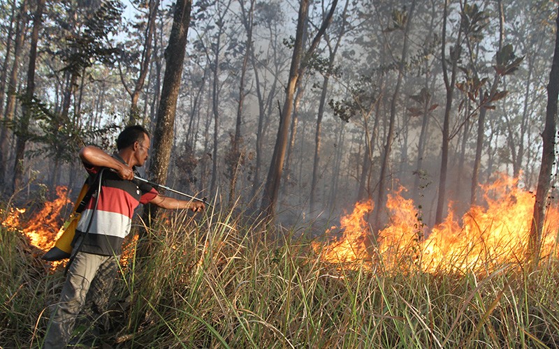 Kebakaran 2 Hektare Hutan Jati di Ngawi - Bagian 2