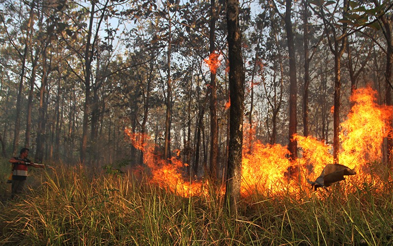 Kebakaran 2 Hektare Hutan Jati di Ngawi - Bagian 3