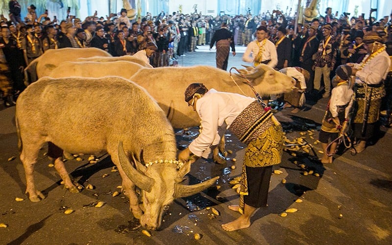 Penampakan Kebo Bule, Peranakan Kerbau Pusaka Keraton Kiai Slamet Ikut Kirab Satu Suro - Bagian 1