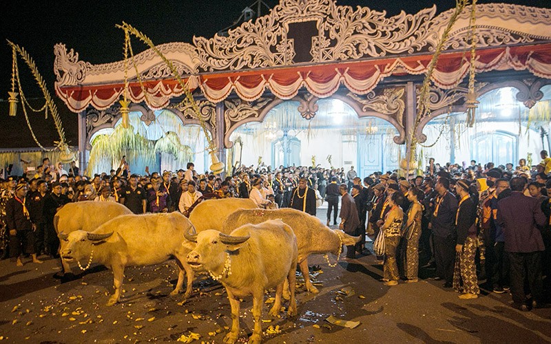 Penampakan Kebo Bule, Peranakan Kerbau Pusaka Keraton Kiai Slamet Ikut Kirab Satu Suro - Bagian 2