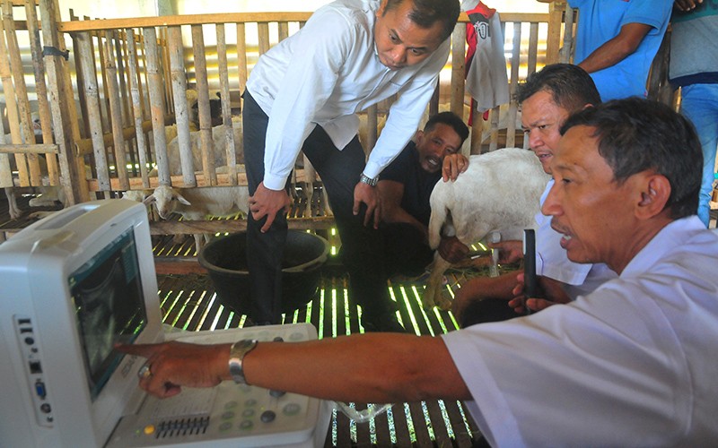 Deteksi Dini Kebuntingan Kambing dengan USG Gratis - Bagian 2