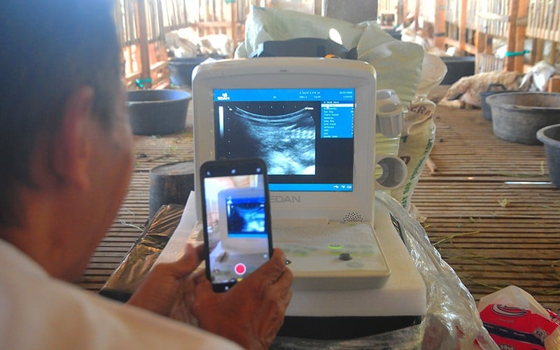 Deteksi Dini Kebuntingan Kambing dengan USG Gratis - Bagian 1