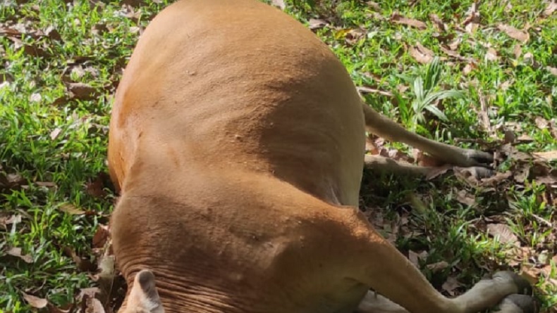 title 3 Sapi Mati Diracun OTK di Aceh Besar, Polisi Olah TKP 3 Sapi Mati Diracun OTK di Aceh Besar, Polisi Olah TKP
