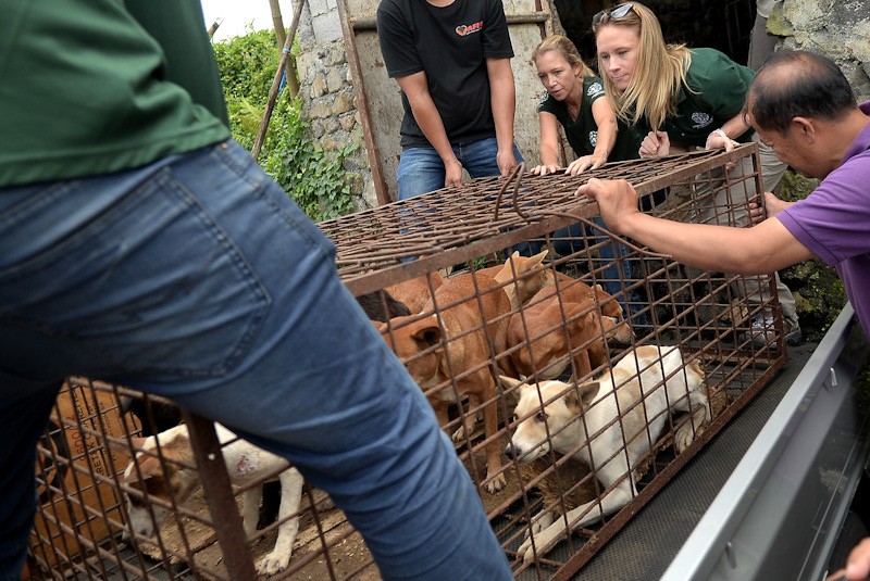 Bule-Bule Selamatkan 21 Anjing dari Rumah Potong Hewan di Tomohon - Bagian 1