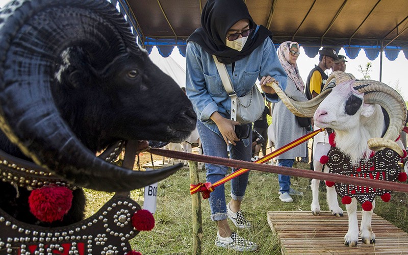 Kontes Ternak Jawa Barat 2023, Ada Domba Garut Harga Ratusan Juta Rupiah - Bagian 1