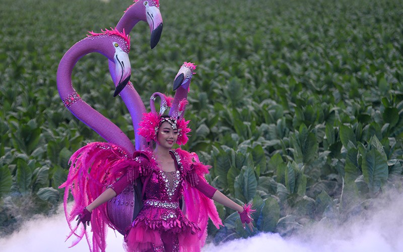 Festival Jember Kota Cerutu Indonesia - Bagian 2