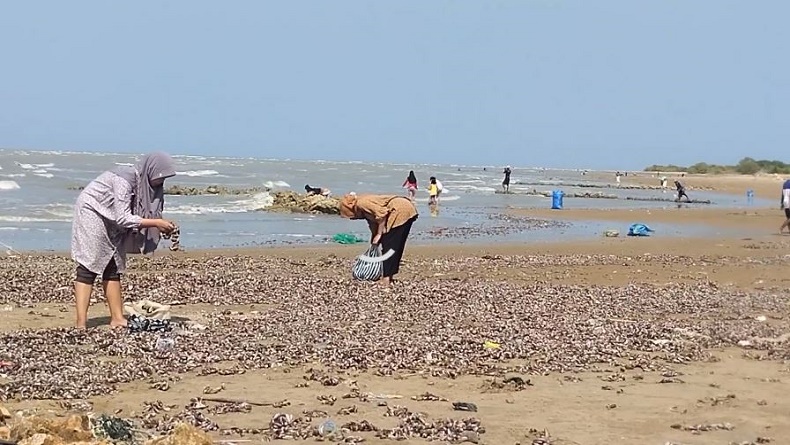 Jutaan Kerang Laut Terdampar di Pantai Selat Madura, Warga: Rezeki dari Allah