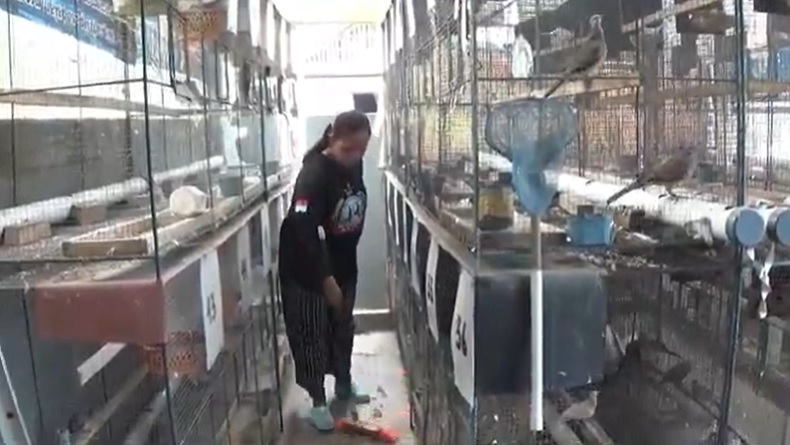 Ibu Rumah Tangga di Kebumen Sukses Ternak Burung Anggungan, Harga hingga Jutaan Rupiah